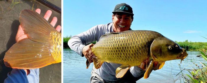 Stalking Carp - The Permit of the Lake