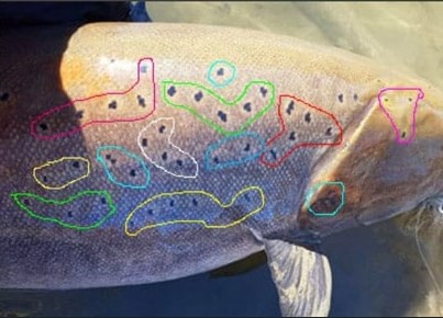 Huchen markings Huchen markings